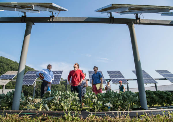 Why solar farms won’t stew your fruit or boil your berries
